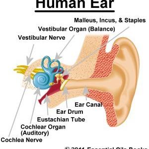 Ear Buzzing - I Stumbled Upon An Ear Ringing Treatment That May Perhaps Alleviate Tinnitus
