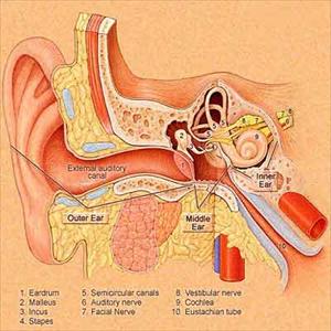 Vitamins For Tinnitus - Cure Tinnitus Naturally - Tinnitus Sounds And Remedies That Work In 4 Days